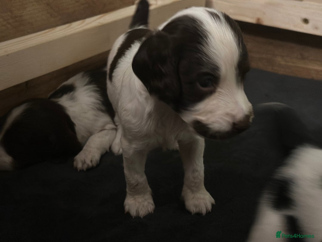 English Springer Spaniel dogs for sale: English working Springer Spaniel puppies for sale  - Image 18