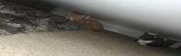 Mixed Breed cats for sale: 3 kittens in Beckenham - Advert 4