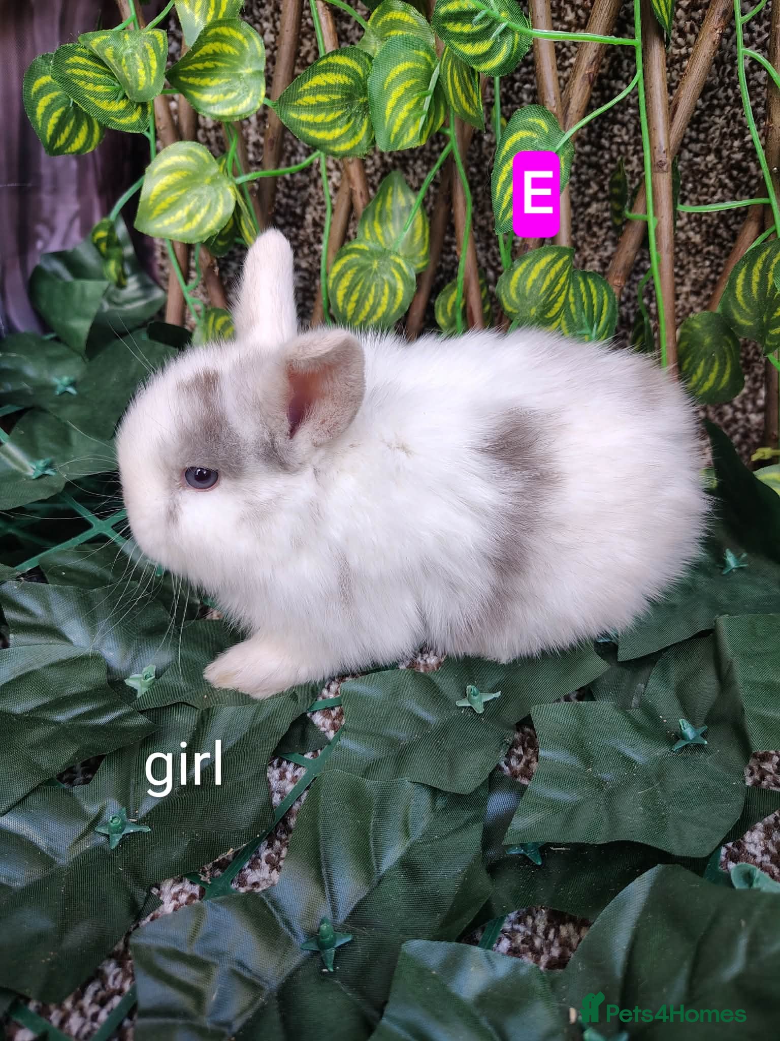 Mini Lop rabbits Mini lop babies ready 9 May - Advert 12