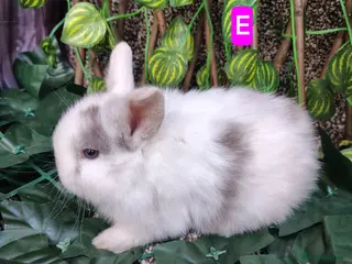 Mini Lop rabbits Mini lop babies ready 9 May - Advert 12