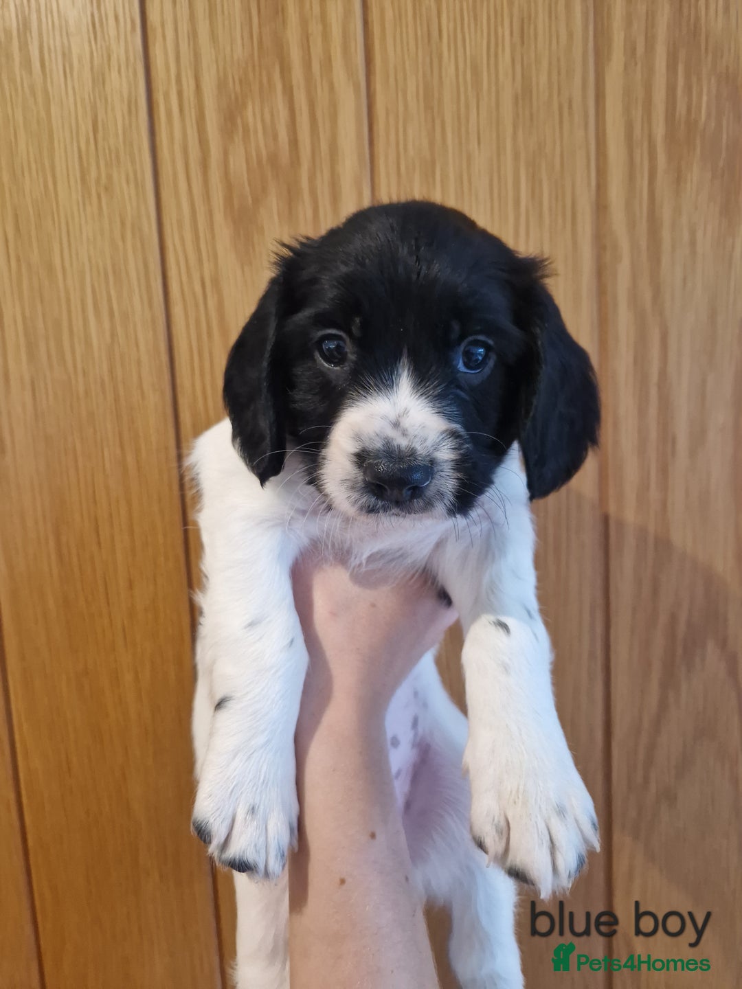 English Springer Spaniel dogs for sale: Stunning English Springer Spaniels  - Advert 11