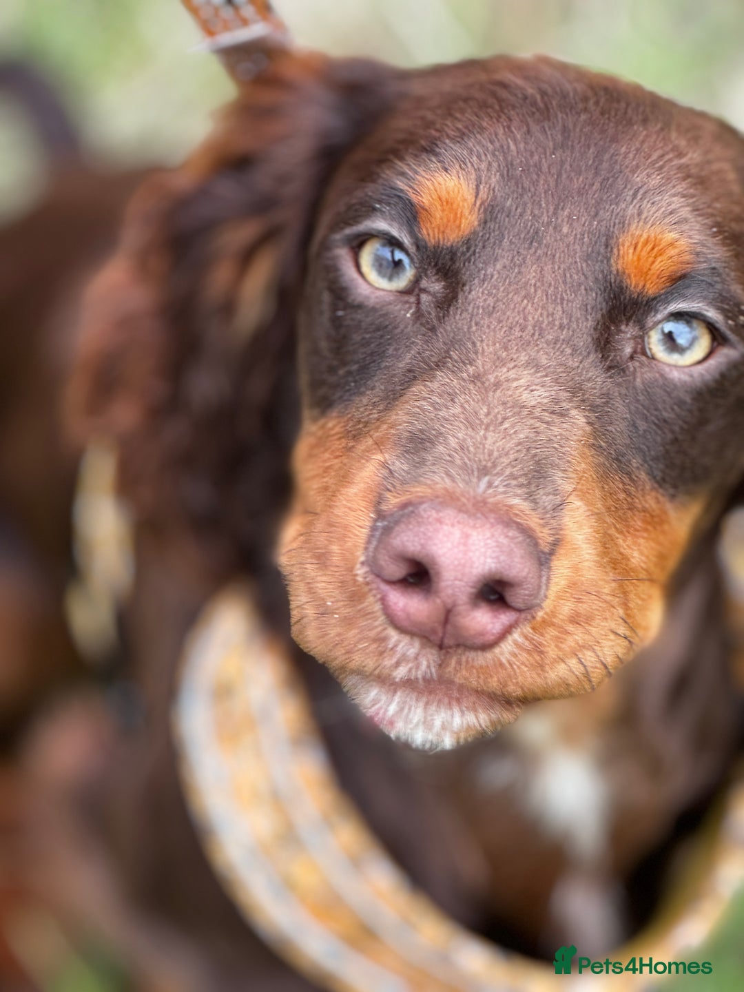 Cocker Spaniel dogs for stud: KC Working Cocker Stud – Temperament to Die For - Advert 3