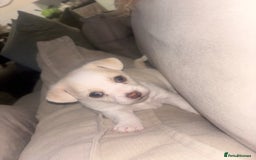 Chorkie dogs for sale: Beautiful chorkie boy.  - Image 3