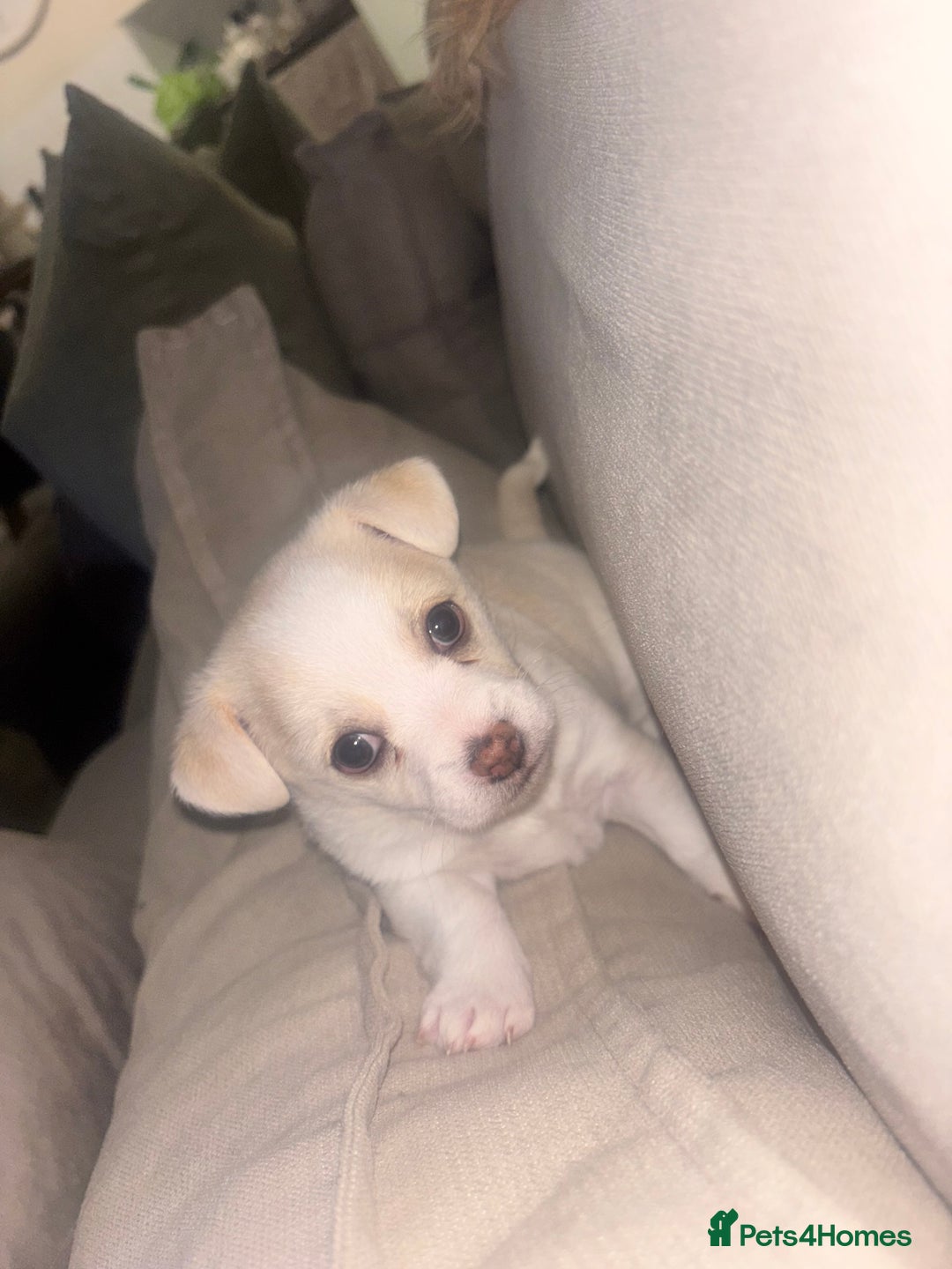 Chorkie dogs for sale: Beautiful chorkie boy.  - Image 3