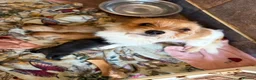 Mixed Breed dogs for sale: Tiny litter of mix dachshund  - Advert 1