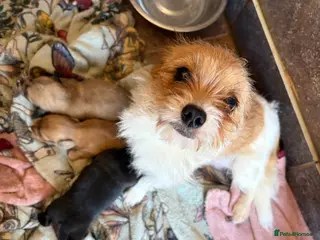 Mixed Breed dogs Tiny litter of mix dachshund - Advert 11