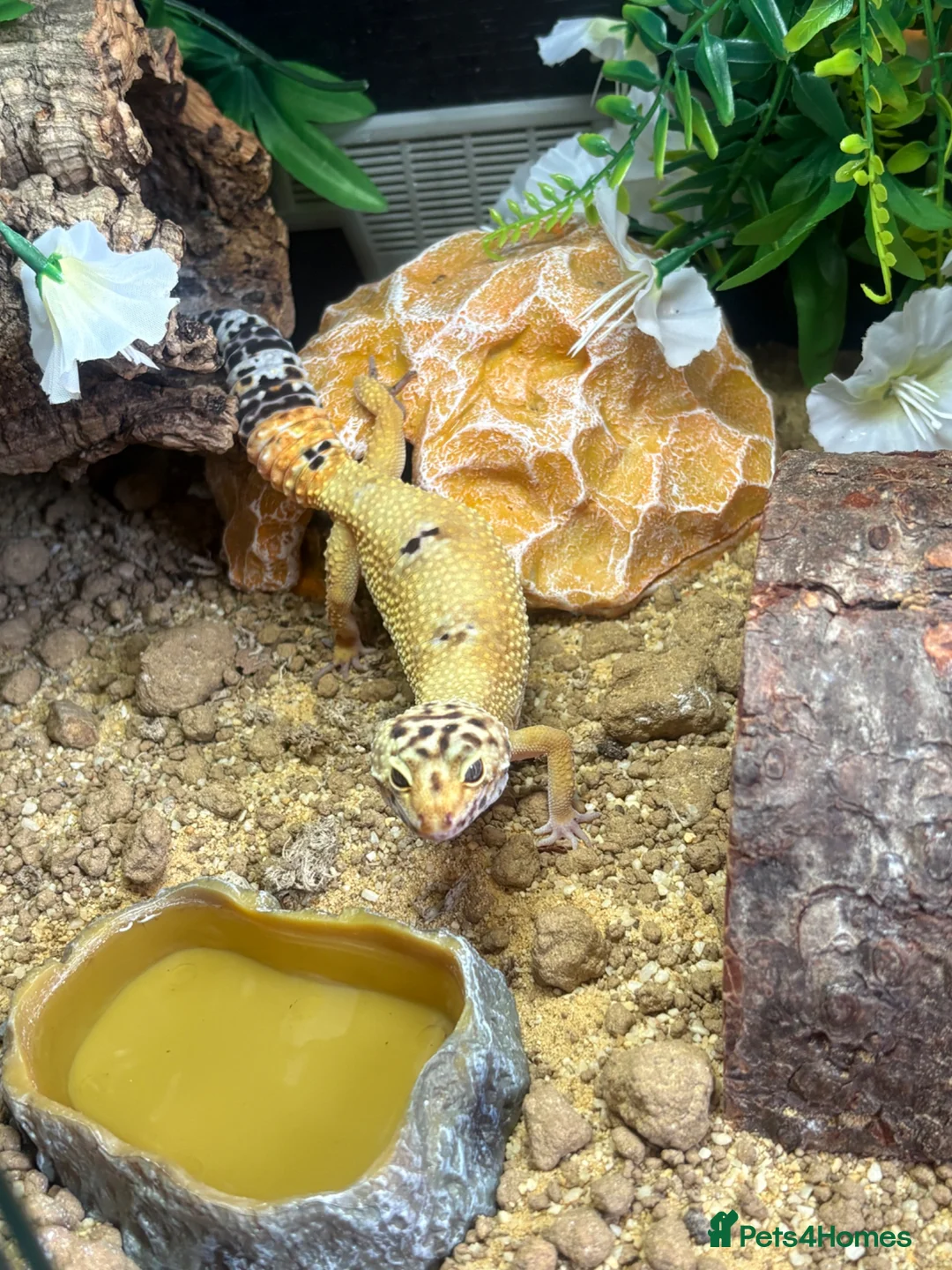 Leopard Gecko reptiles for sale: Hypo leopard gecko (Ziggy)  in Preston - Advert 1