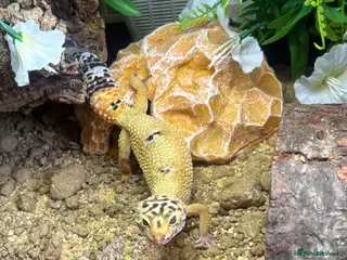 Leopard Gecko reptiles Hypo leopard gecko (Ziggy) - Advert 1