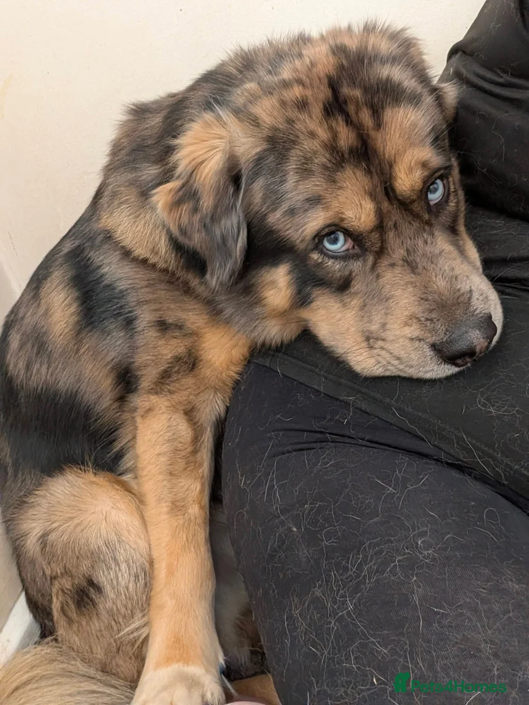 Mixed Breed dogs for stud: FOR STUD ONLY - Advert 2