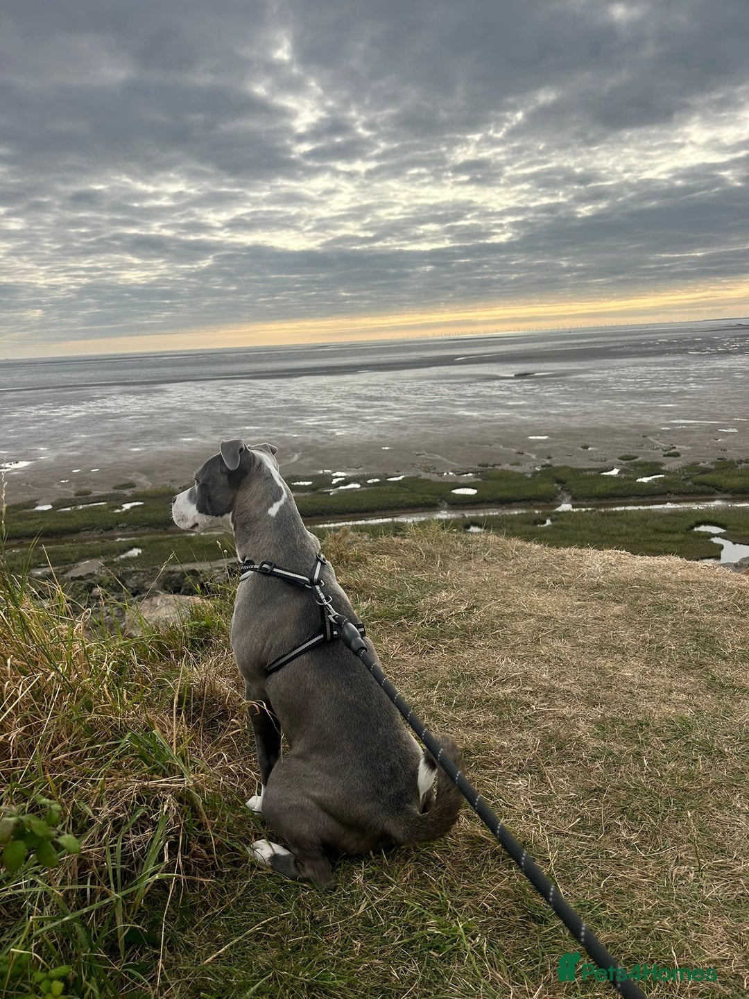 Staffordshire Bull Terrier dogs for sale: Blue staffy for sale - Advert 2