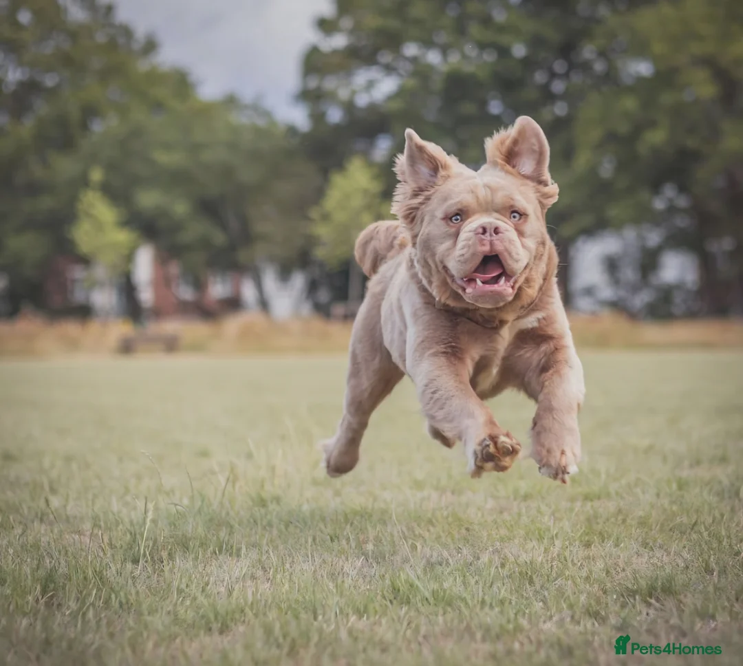 Olde English Bulldogge dogs for stud: Visual Fluffy Lilac Olde English Bulldog FOR STUD - Advert 2