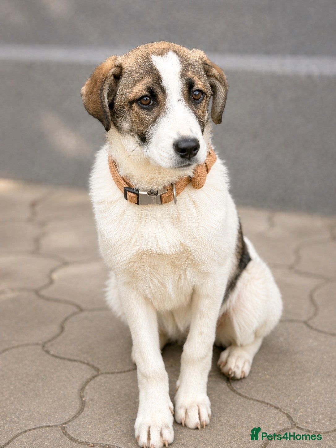 Mixed Breed dogs 🐾 SILVA – The Little Survivor of the Woods 🌿🤍 - Advert 1