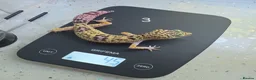 Leopard Gecko reptiles for sale: Rare 2 Eublepharis angramainyu cb25 leopard geckos - Advert 2