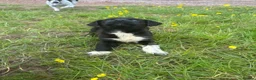 Mixed Breed dogs for sale: German shepherd x Springer spaniel  in Hereford - Advert 3