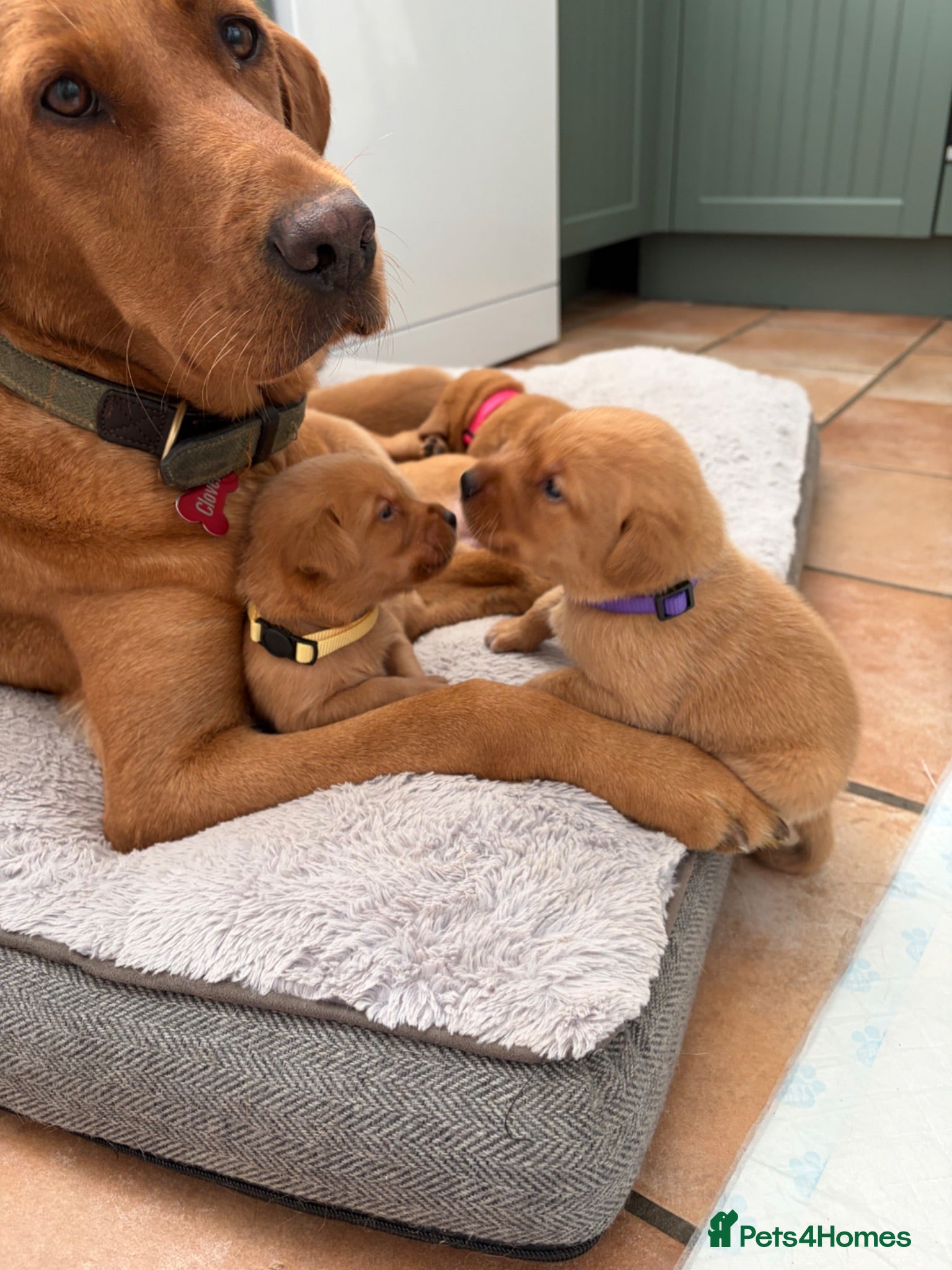 Labrador Retriever dogs Fox red Labrador puppies  - Advert 16
