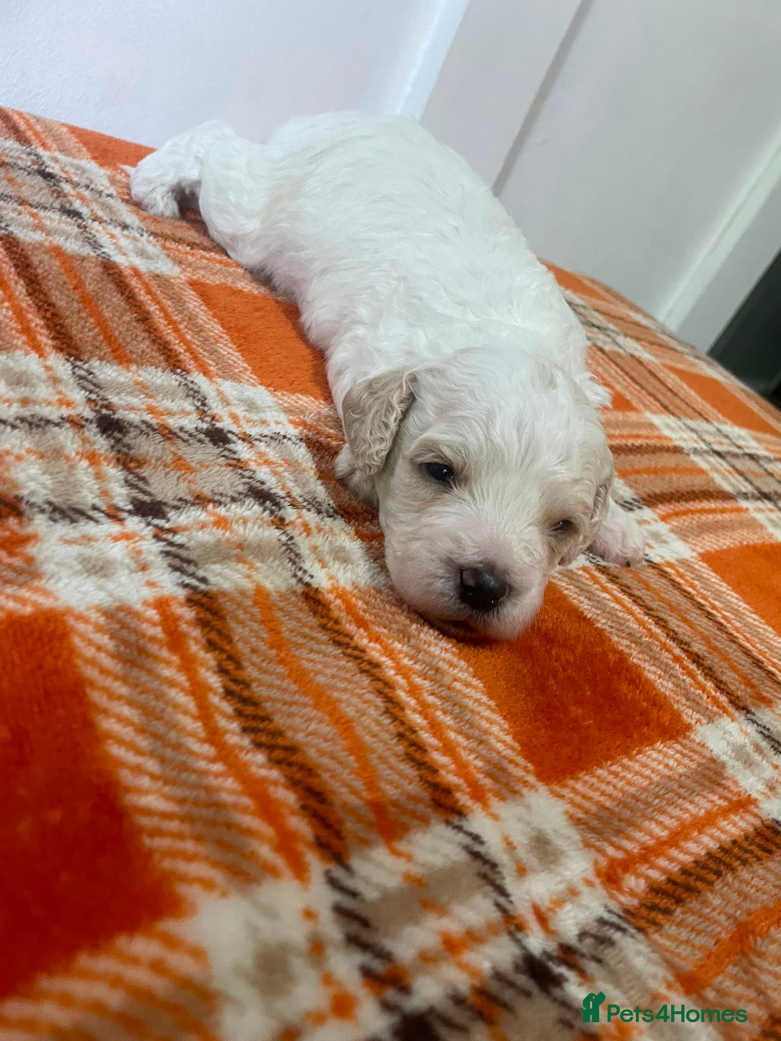 Mixed Breed dogs 4 beautiful cavapoochon MERLE puppies - Advert 2