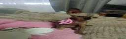 Sphynx cats for sale: Beautiful kittens - Advert 9