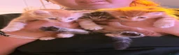 Maine Coon cats for sale: 3 x beautiful Mainecoon kittens in Colchester - Advert 23