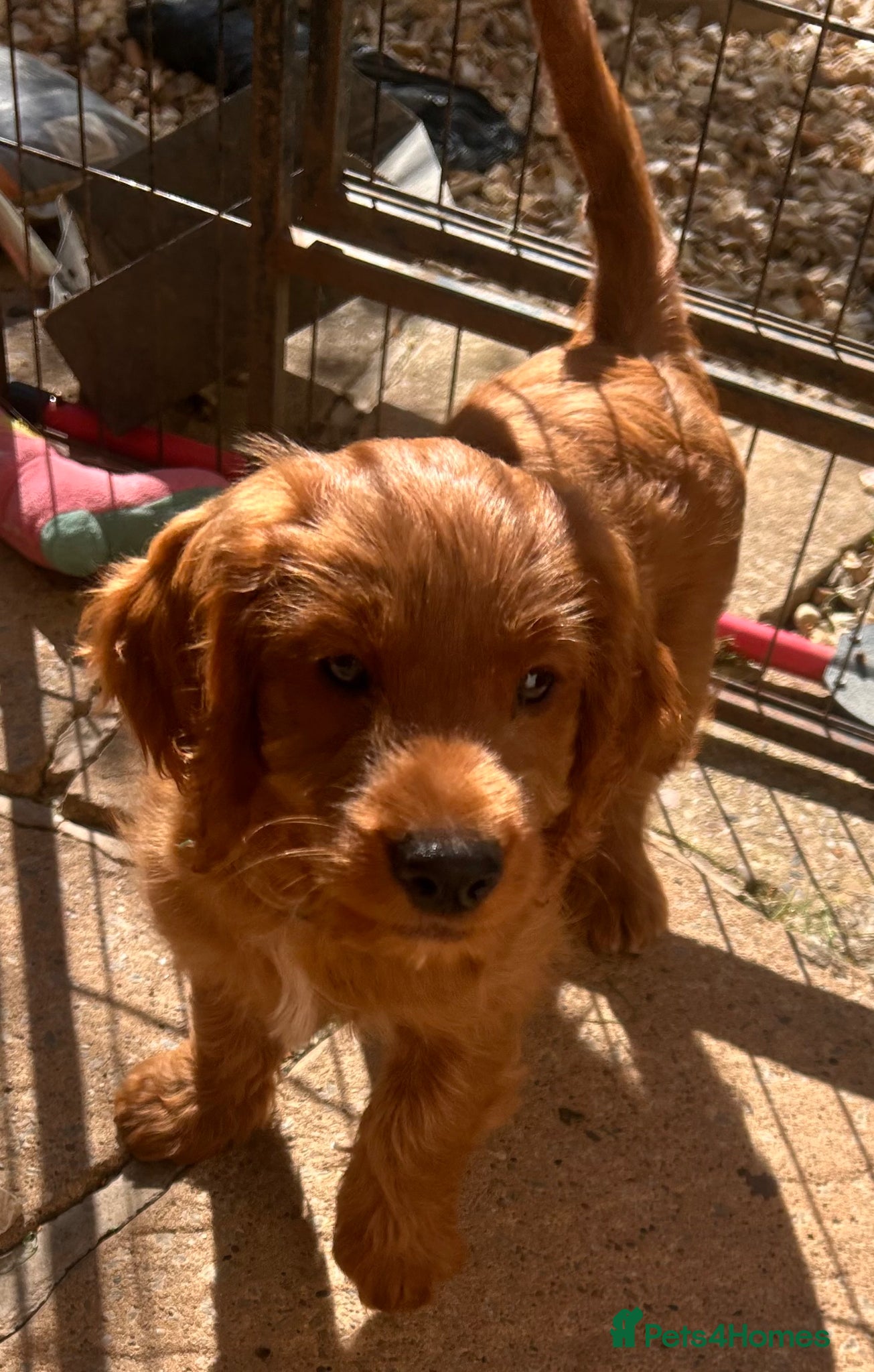 Cockapoo dogs READY NOW! RED F1 HEALTH-CHECKED TOY COCKAPOOS - Advert 2