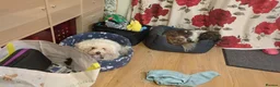 Shih Tzu dogs for sale: Shih tzu in Stratford-upon-Avon - Advert 5