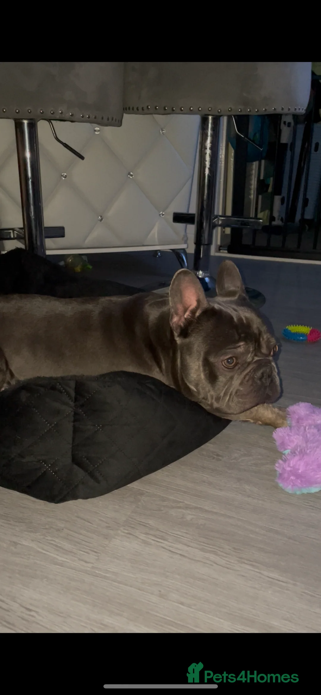 French Bulldog dogs for stud: Our gorgeous boy Crusoe is ready for stud - Advert 2