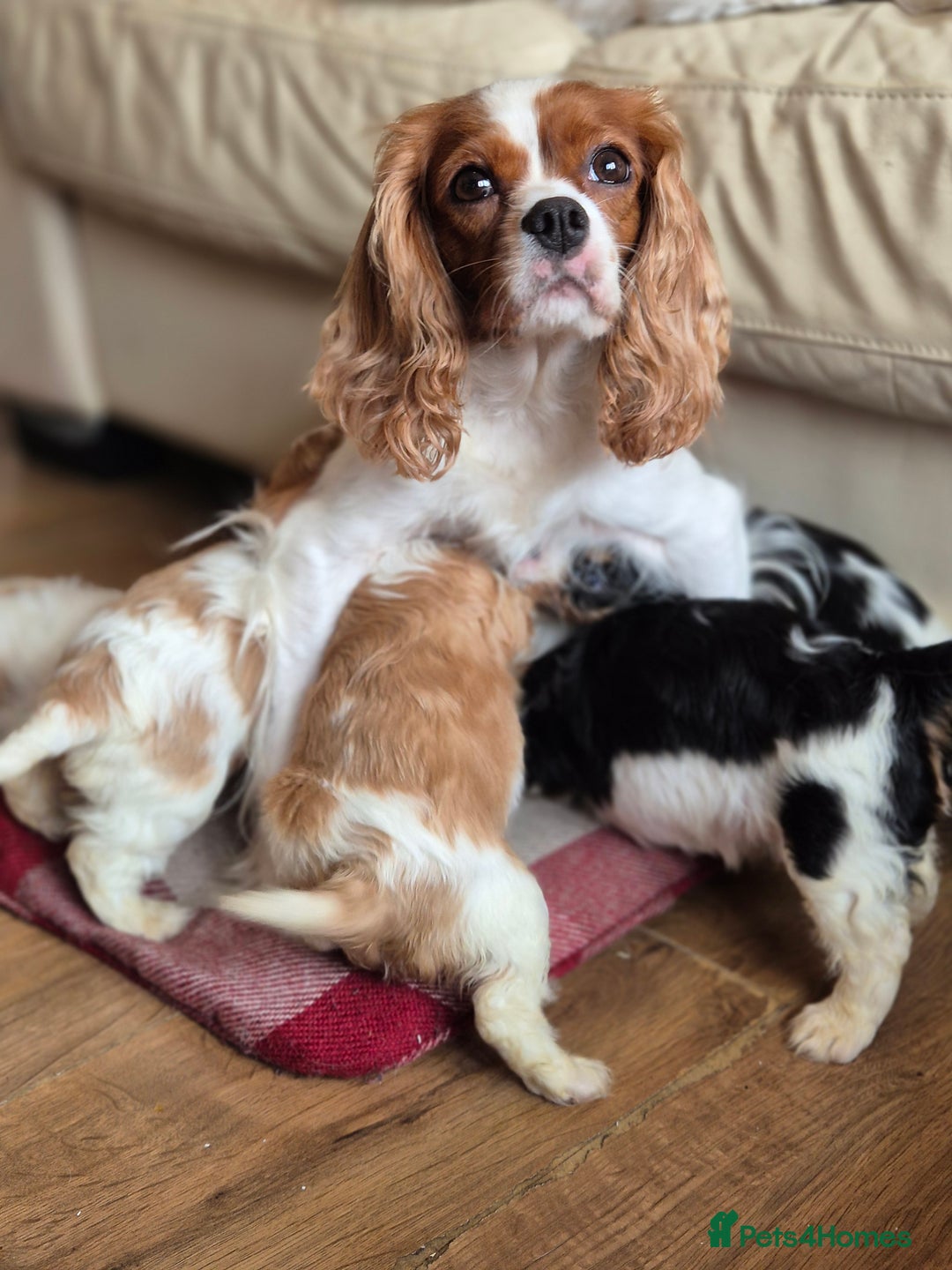 Cavalier King Charles Spaniel dogs for sale: Cavalier king charles puppies - Image 4