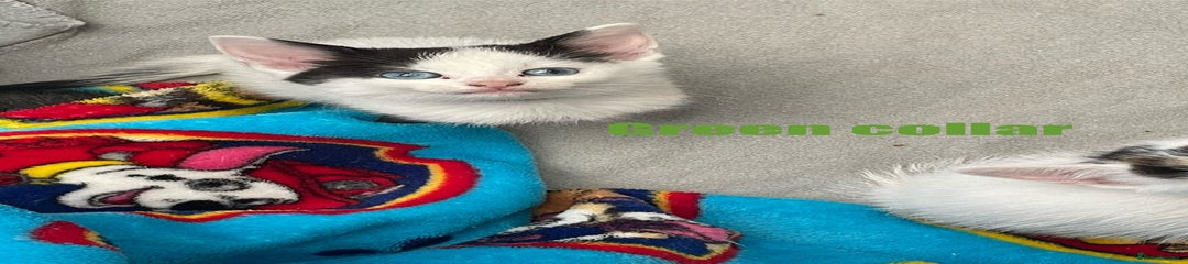 Mixed Breed Kitten 1