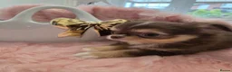 Chihuahua dogs for sale: Quality Thai blood line puppys - Advert 5
