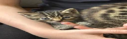 Mixed Breed cats for sale: Beautiful friendly kittens, mixed breed  - Advert 8
