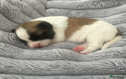 Malshi dogs for sale: Adorable Hypoallergenic Puppies- Waiting List Open - Image 5