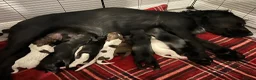 Sprocker dogs for sale: Gorgeous Sprocker Puppies - Advert 2