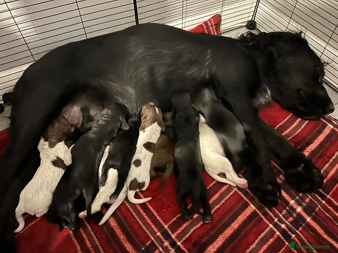 Sprocker dogs for sale: Gorgeous Sprocker Puppies - Advert 2