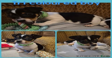 Jack Russell dogs - Advert 3