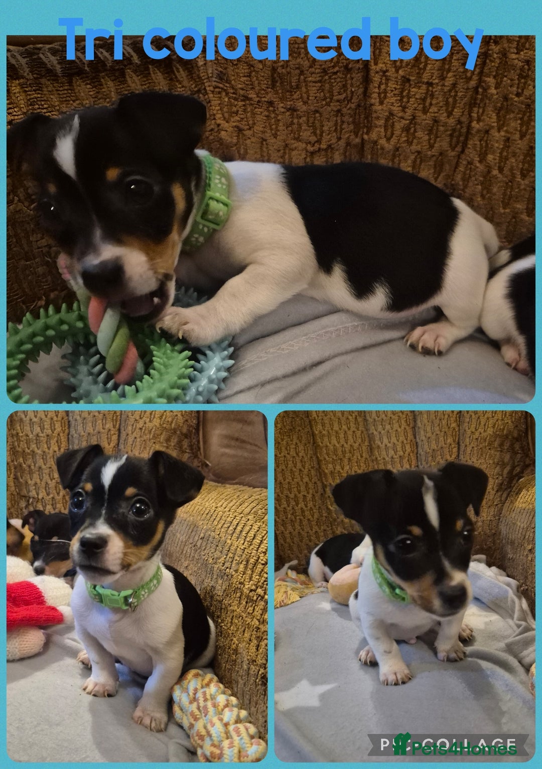 Jack Russell dogs for sale: 4 beautiful jack russell puppies now available. - Image 3