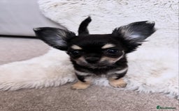 Chihuahua dogs for sale: One left! KC Reg Chihuahua Puppies-  Ready Now - Image 17