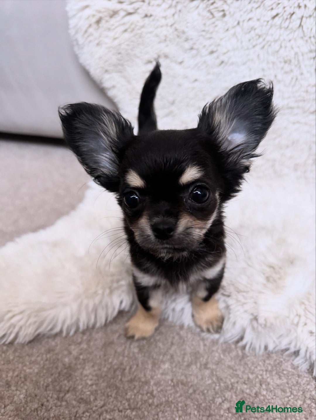 Chihuahua dogs for sale: One left! KC Reg Chihuahua Puppies-  Ready Now - Image 17