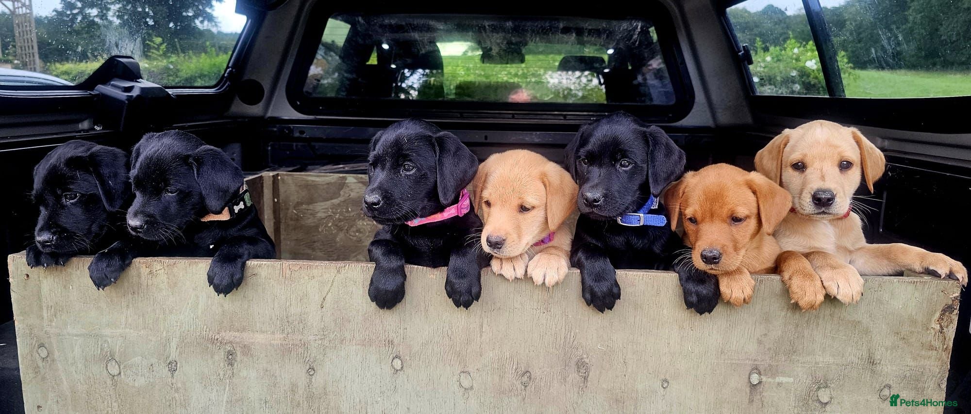 Labrador Retriever dogs Beautiful Bold working Labrador puppies - Advert 1