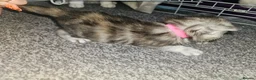 Mixed Breed cats for sale: Persian cross maincoon fluffy kittens  - Advert 17