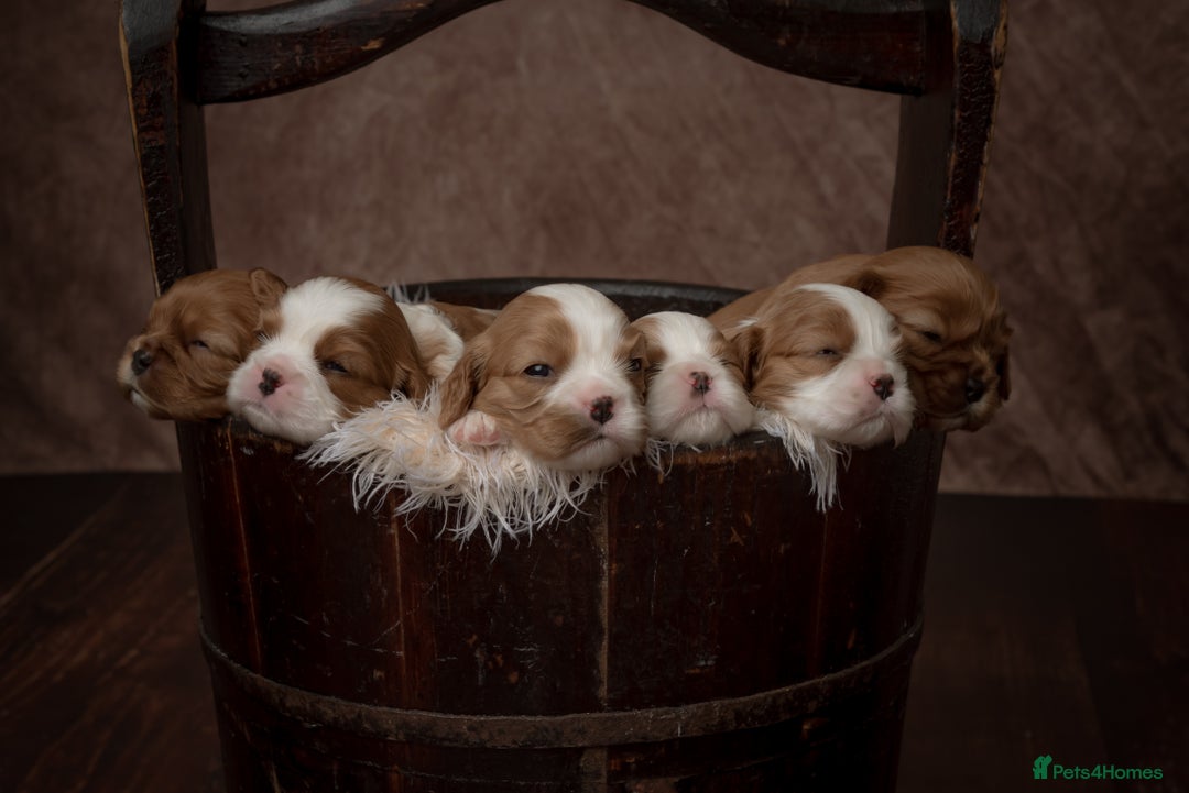 Cavalier King Charles Spaniel dogs for sale: Stunning Cavalier King Charles Spaniels - Image 6
