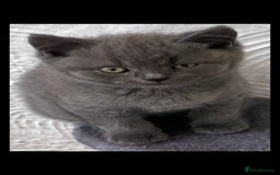 British Shorthair cats for sale: Gorgeous British shorthaired kittens - Image 4