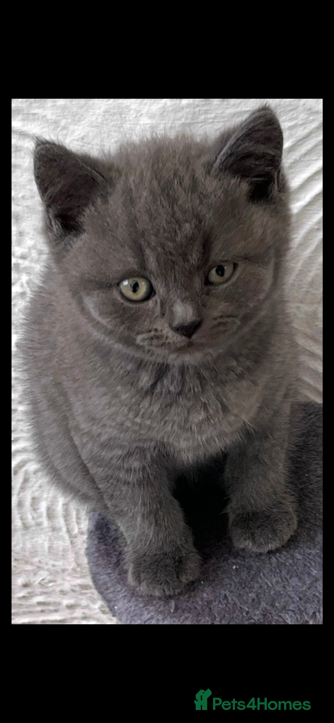 British Shorthair cats for sale: Gorgeous British shorthaired kittens - Image 4