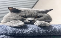 British Shorthair cats for stud: 🐾 Leo – Stunning GCCF BSH Stud Available Now 🐾 in Birmingham - Image 4