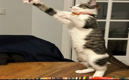 Mixed Breed cats for sale: Kittens - Image 3