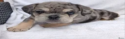 English Bulldog dogs for sale: Litter of Exotic English Bulldogs - Advert 21