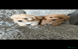 Maltipoo dogs for sale: Fully health tested quality F1 TOY female maltipoo in Poulton-le-Fylde - Image 2