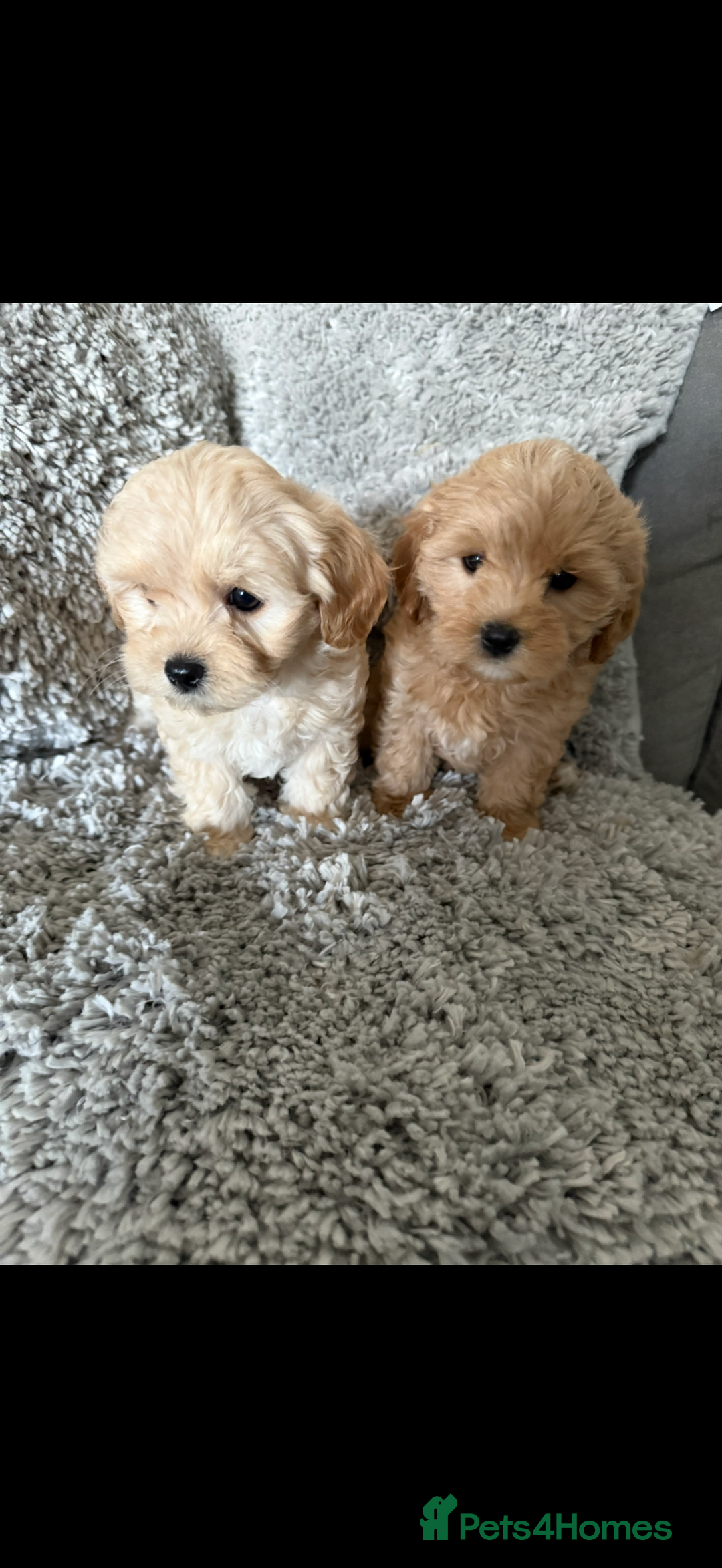 Maltipoo dogs for sale: Fully health tested quality F1 TOY female maltipoo in Poulton-le-Fylde - Image 2