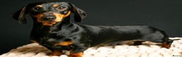 Miniature Dachshund dogs for sale: Gorgeous miniature dachshund puppies - Advert 8