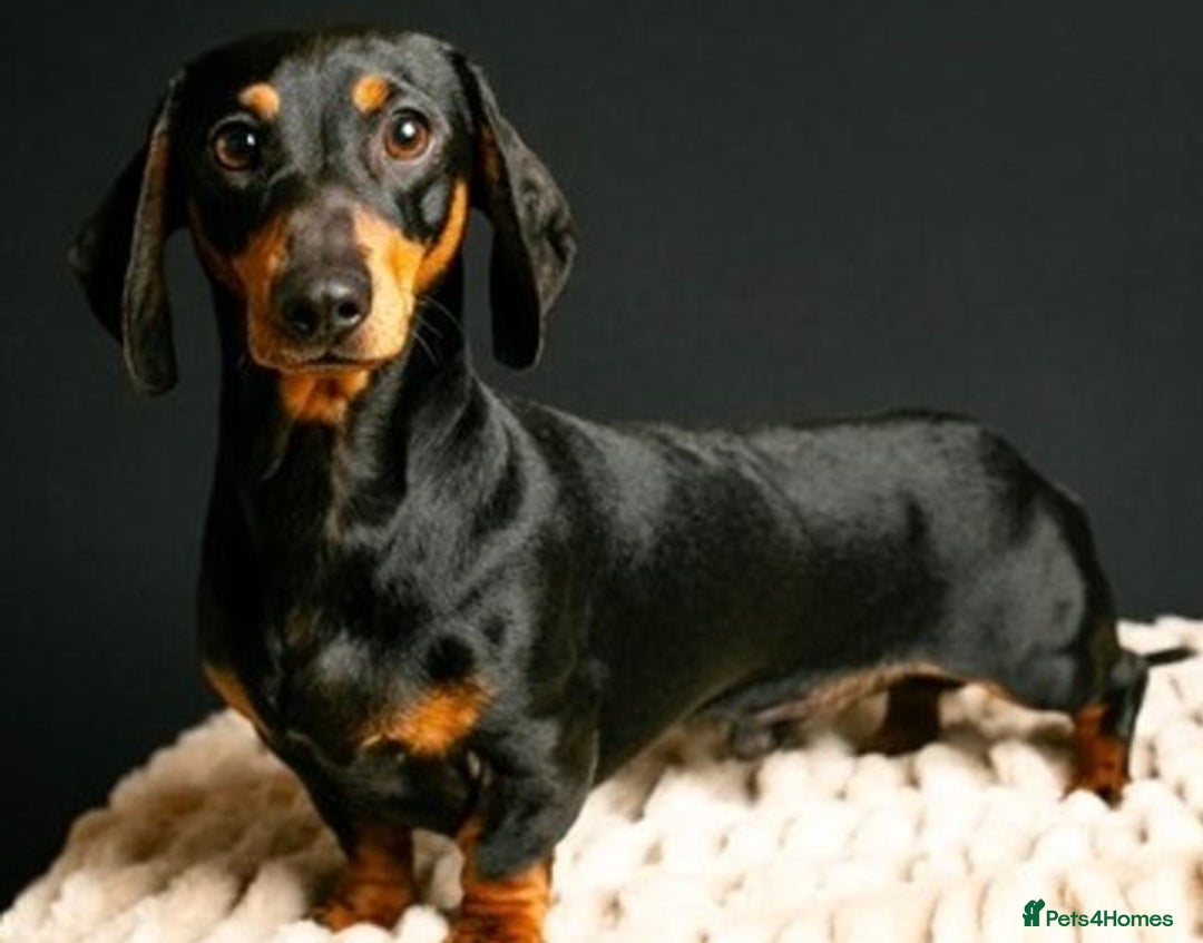 Miniature Dachshund dogs for sale: Gorgeous miniature dachshund puppies - Advert 8