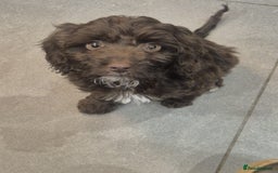 Cockapoo dogs for sale: Last f1B girl ready now - Image 4