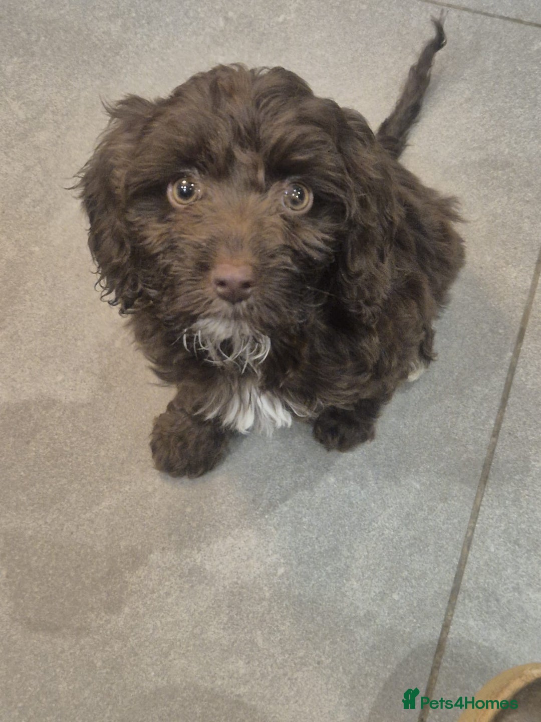 Cockapoo dogs for sale: Last f1B girl ready now - Image 4